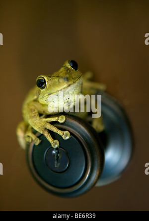 Green Tree Frog sitting on brown door knob looking happy Stock Photo