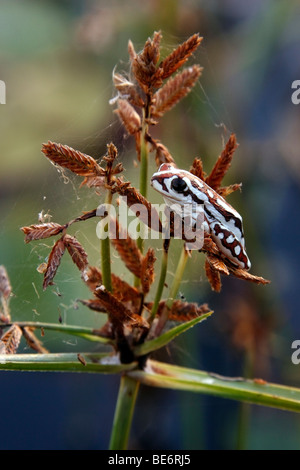 A Painted Reed Frog (Hyperolius marmoratus) in the Okavango Delta in Botswana Stock Photo