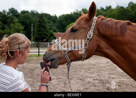 Teenage girl grooming a horse Stock Photo