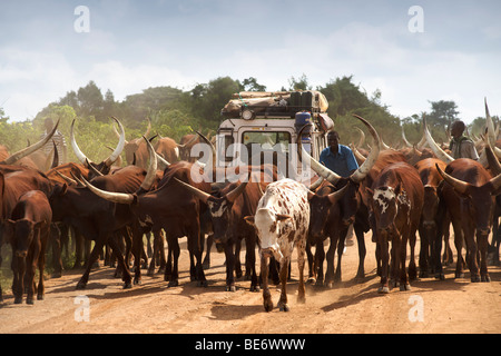 Land Rover Defender driving through a herd of Ankole cattle on a dirt road in Uganda. Stock Photo