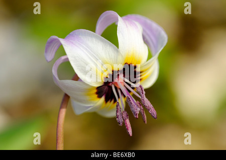 Flowering Henderson's Fawn Lily (Erythronium hendersonii) Stock Photo