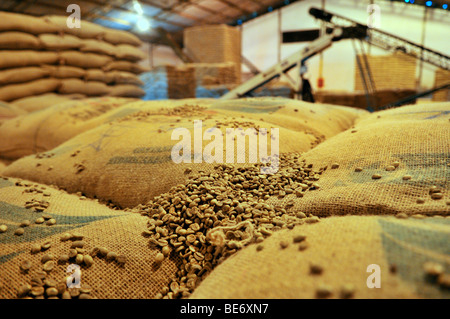 Bags of unroasted coffee beans, Uberlandia, Minas Gerais, Brazil, South America Stock Photo