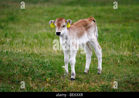 Hungarian Grey Cattle or Hungarian Steppe Cattle (Bos primigenius, Bos taurus), calf standing on a meadow, Burgenland, Austria, Stock Photo