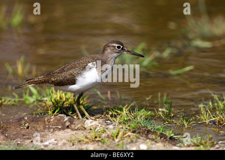 Commom Sandpiper (Actitis hypoleucos) searching for food on the water's edge, Burgenland, Austria, Europe Stock Photo