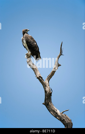 Martial eagle, Polemaetus bellicosus, Kruger National Park, South Africa Stock Photo