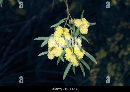 Flinders Range Wattle- Acacia iteaphylla- Family Fabaceae Stock Photo