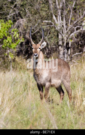 Waterbuck (Kobus ellipsiprymnus), Moremi Game Reserve, Botswana, Africa Stock Photo