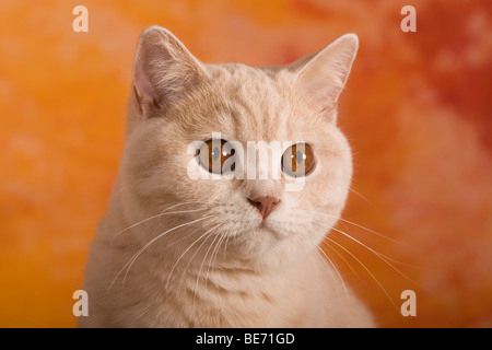 British Shorthair cat, portrait