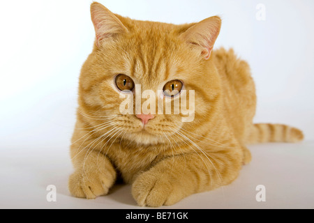 British Shorthair cat, lying Stock Photo