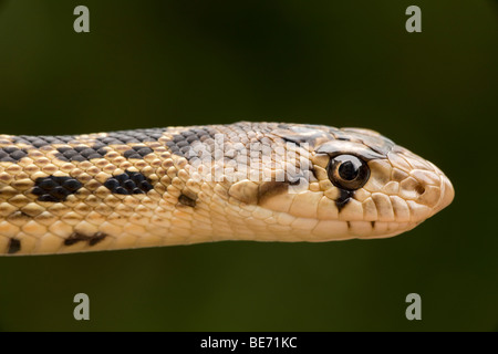 Pacific Gopher Snake Head (Pituophis catenifer catenifer] - Oregon - USA Stock Photo