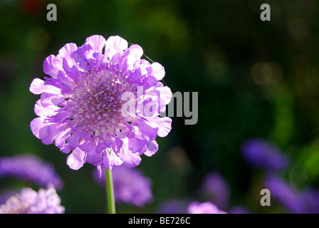 Pincushion Flower (Scabiosa columbaria ‘Butterfly Blue’) Stock Photo