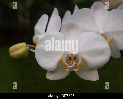 One of the popular flower at Indonesia and become one of Indonesian National Flower Stock Photo