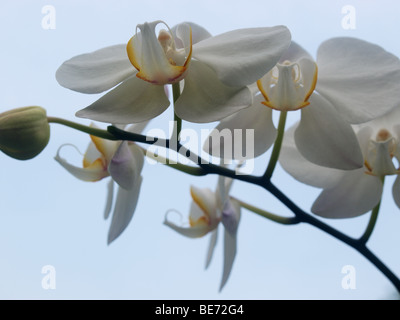 One of the popular flower at Indonesia and become one of Indonesian National Flower Stock Photo