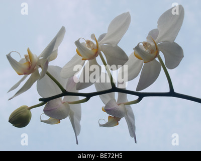 One of the popular flower at Indonesia and become one of Indonesian National Flower Stock Photo