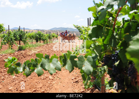 Horse-drawn tours at Sonoita Vineyards, a winery in Elgin, Arizona, USA. Stock Photo