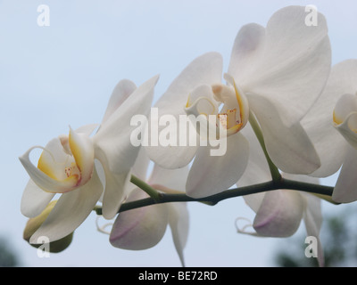 One of the popular flower at Indonesia and become one of Indonesian National Flower Stock Photo