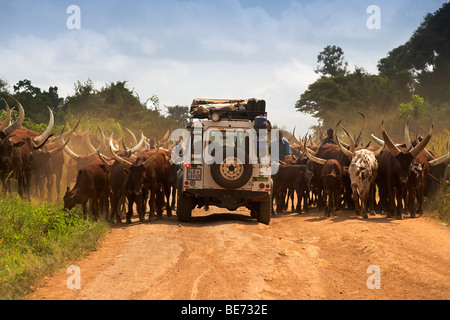 Land Rover Defender driving through a herd of Ankole cattle on a dirt road in Uganda. Stock Photo