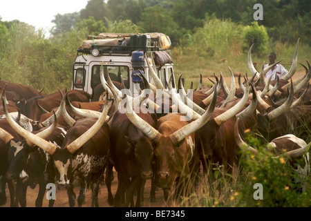 Land Rover Defender driving through a herd of Ankole cattle on a dirt road in Uganda. Stock Photo