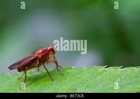 Fly (Diptera) Stock Photo