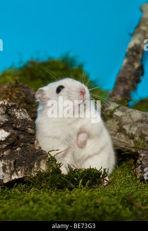 Winter White Russian Dwarf Hamster Stock Photo