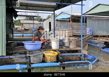 Young man, washing fresh fish on the platform of a floating fish farm, Vinh Long, Mekong Delta, Vietnam, Asia Stock Photo