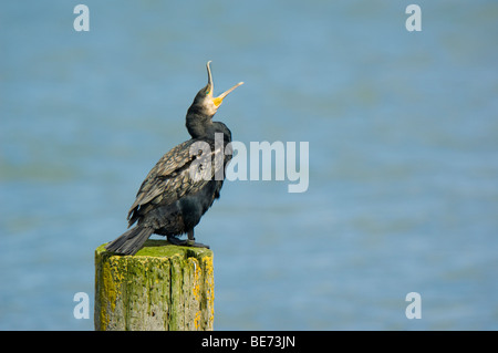 Cormorant, Phalacrocorax carbo, perched on a wooden post above water, open bill/ beak Stock Photo