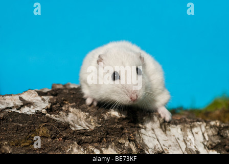 Winter White Russian Dwarf Hamster Stock Photo