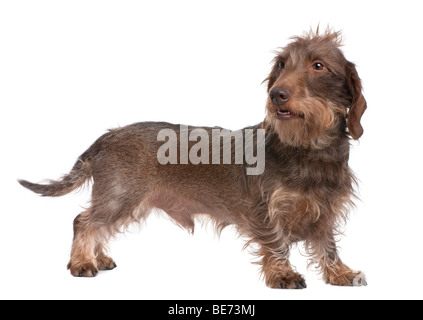 Brown Wire-haired Dachshund, 3 years old, in front of a white background, studio shot Stock Photo