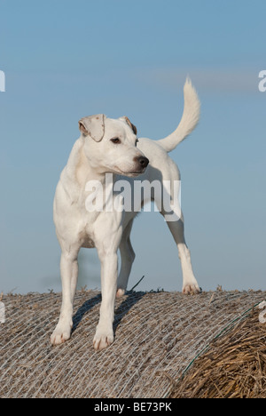 Parson Jack Russell Terrier, standing, full grown Stock Photo