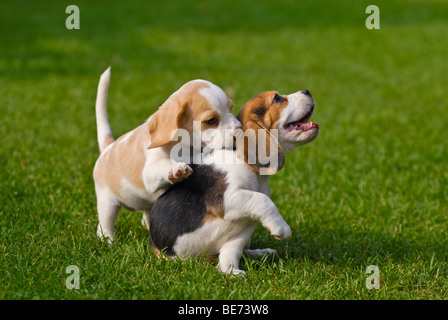 Two Beagle puppies playing Stock Photo