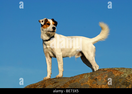 Parson Jack Russell Terrier, standing Stock Photo