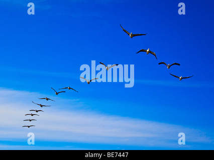 Pelicans in formation flight at Perth, Western Australia, Australien Stock Photo