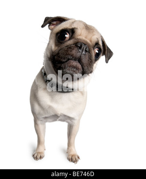Portrait of pug, 18 months old, standing in front of white background, studio shot Stock Photo