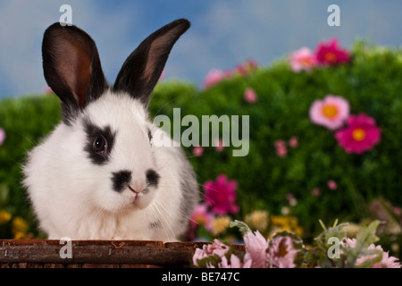 Black-white spotted rabbit, surrounded by flowers Stock Photo