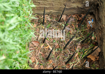 Trap with metal spikes, Viet Cong tunnel system in Cu Chi, Vietnam, Asia Stock Photo