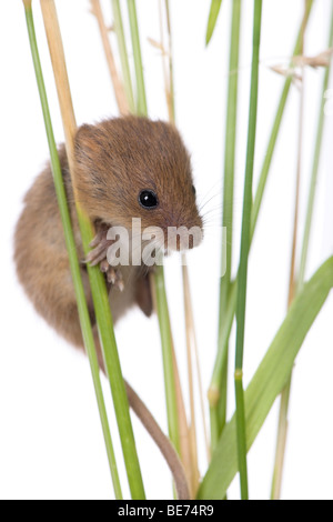 Harvest Mouse, Micromys minutus, climbing on blade of grass, studio shot Stock Photo