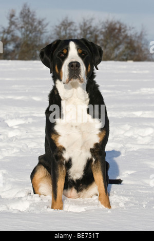 Greater Swiss Mountain Dog sitting in snow Stock Photo