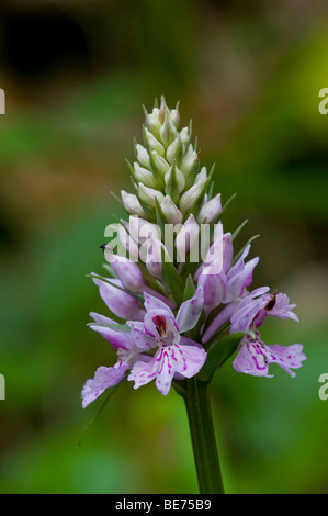 Common spotted orchid (Dactylorhiza maculata) Stock Photo