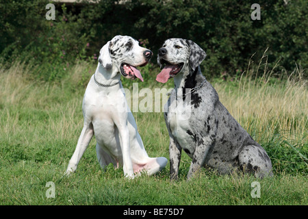 Two Great Danes sitting next to each other on a meadow, spotted and white Stock Photo