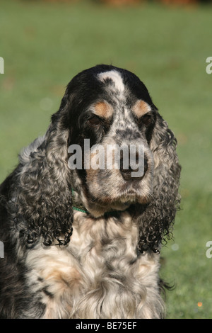 English Cocker Spaniel, blue roan, portrait Stock Photo