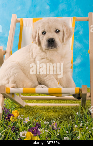 Golden Retriever puppy sitting on a deckchair Stock Photo