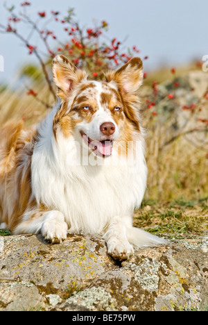 Border Collie lying down Stock Photo