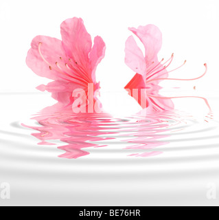 Japanese azalea (Rhododendron japonicum) with water reflection Stock Photo