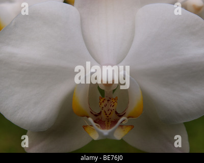 One of the popular flower at Indonesia and become one of Indonesian National Flower Stock Photo