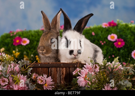 Two rabbits surrounded by flowers, sitting on a wooden stool Stock Photo