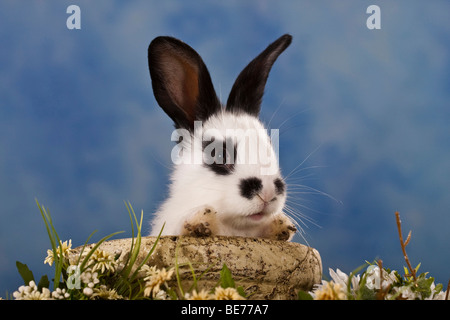 Pet rabbit looking out of a clay dish Stock Photo