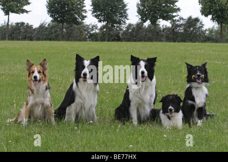 4 fullgrown Border Collies and puppy, 16 weeks old, next to each other on a lawn Stock Photo