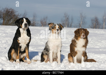 Two Australian Shepherds a Greater Swiss Mountain Dog next to each other in the snow Stock Photo