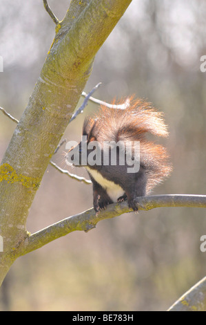Squirrel (Sciurus vulgaris) in the garden on a walnut tree Stock Photo