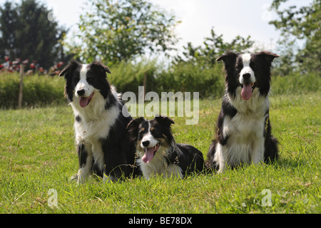 3 Border Collies lying next to each other on a meadow Stock Photo